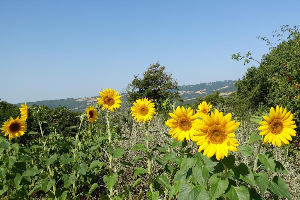 Podere Sant'Angelo Roccalbegna Екстериор снимка